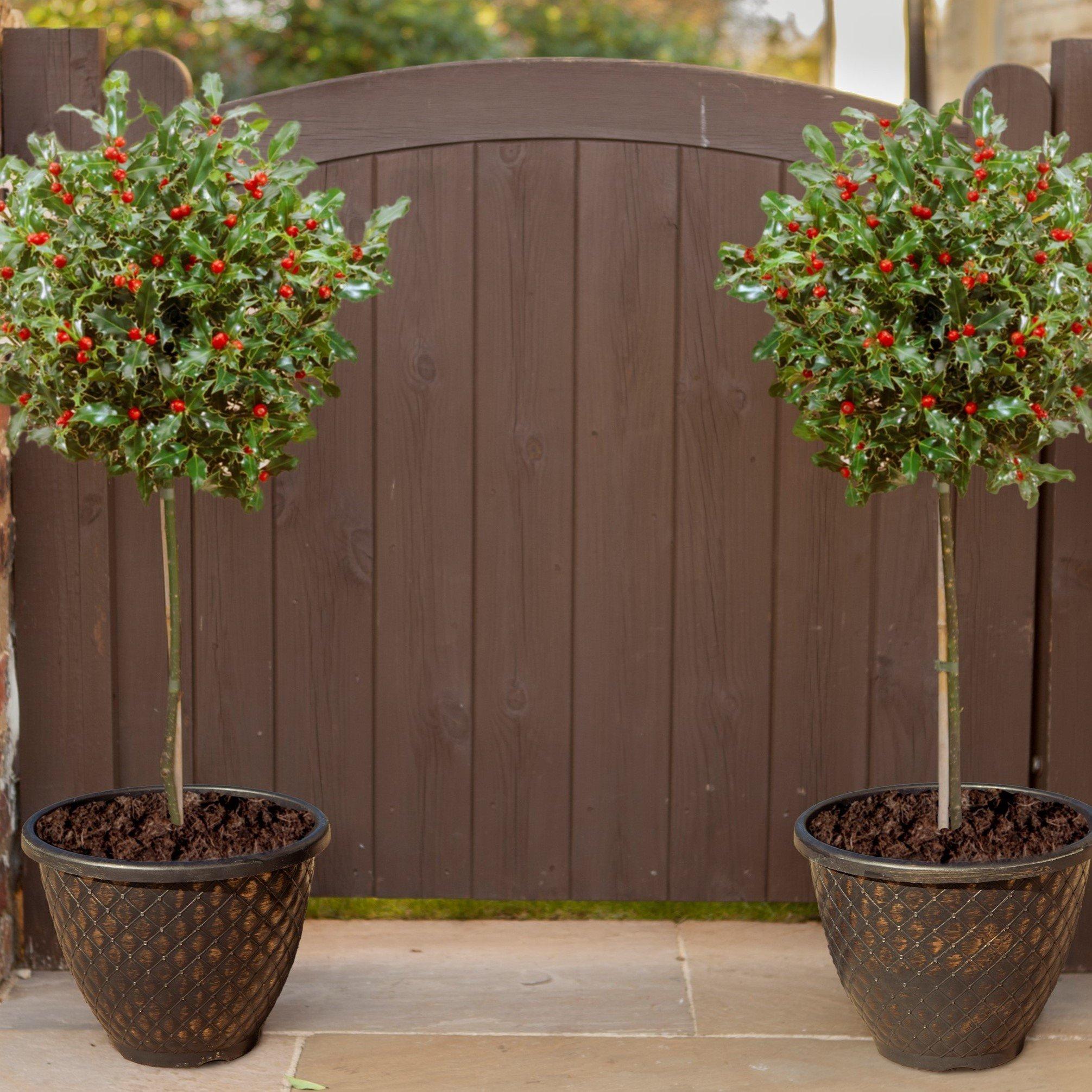 Yougarden  Pair Of Standard Holly Trees With Decorative Pots - Green - 80cm