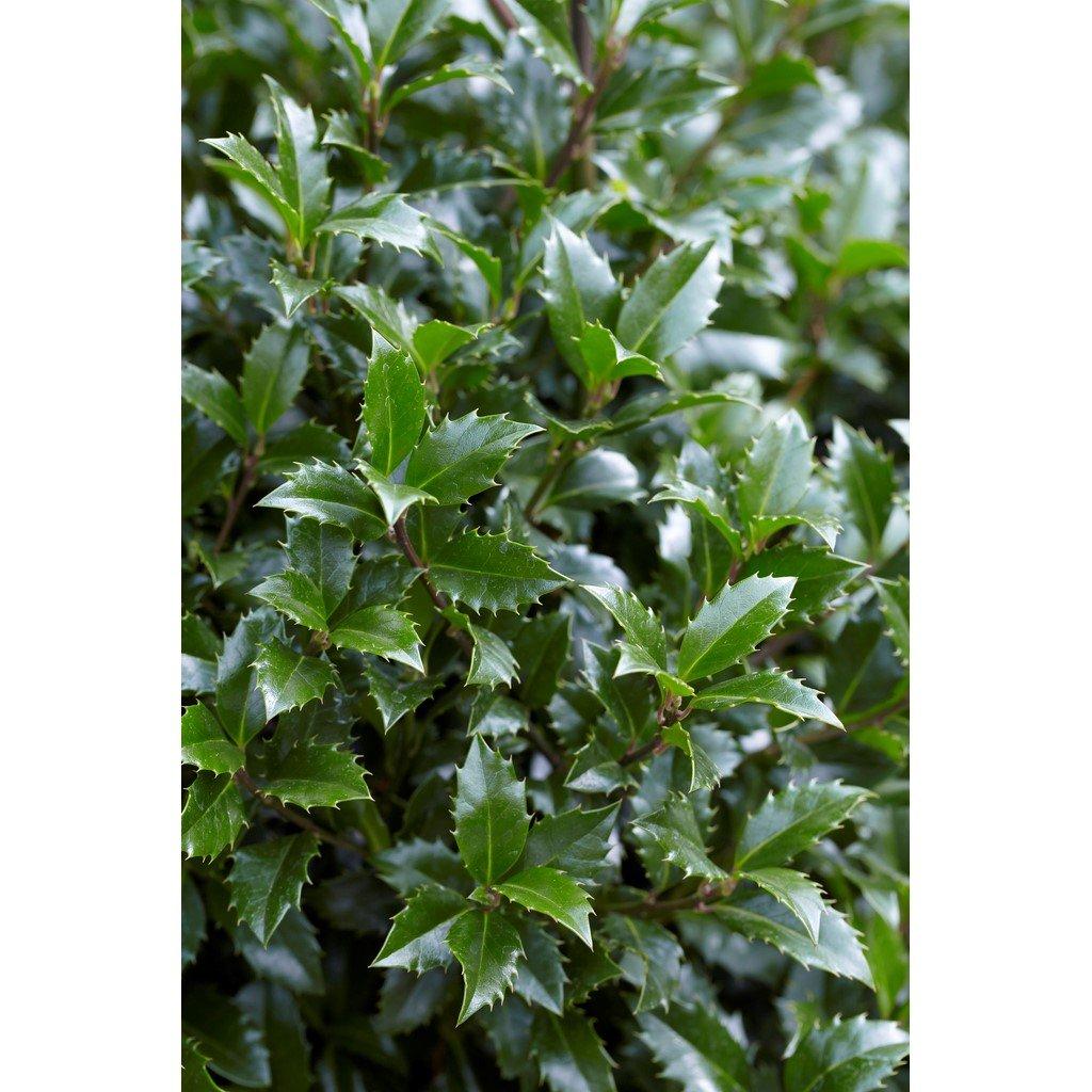 Green - YouGarden - Pair of Standard Holly Trees with Decorative Pots - 2