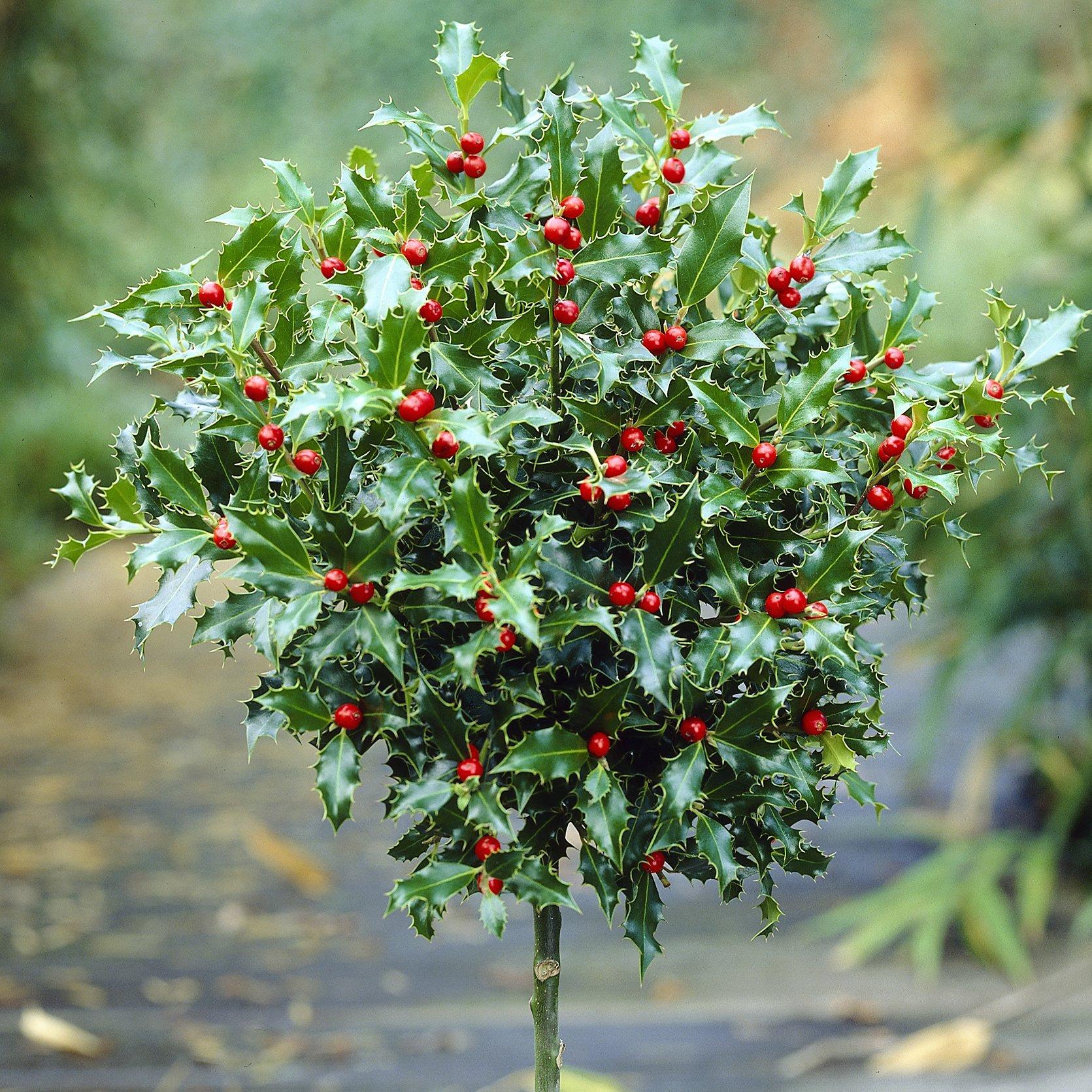 Yougarden  Pair Of Standard Holly Trees - Green - 80cm