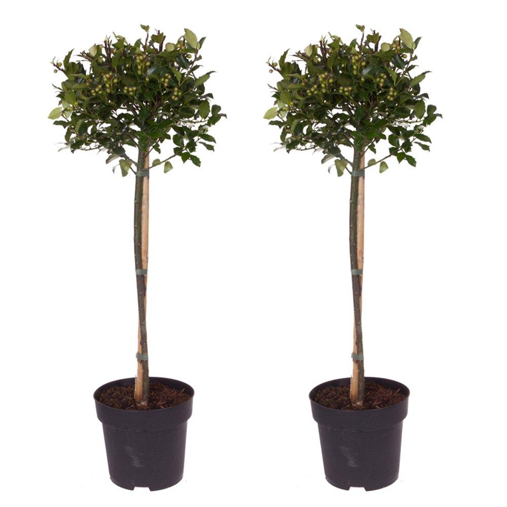 Green - YouGarden - Pair of Standard Holly Trees - 3