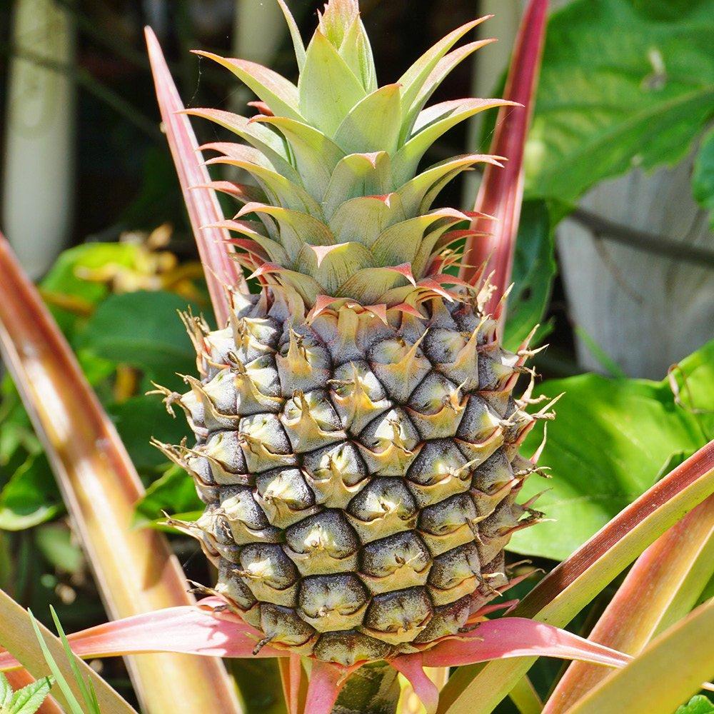 Yougarden  Pineapple Plant (12Cm Pot) - 