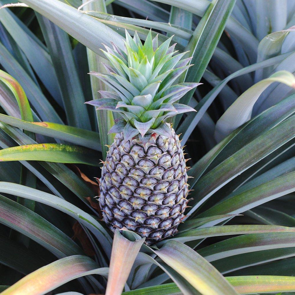 Multi - YouGarden - Pineapple Plant (12cm Pot) - 2
