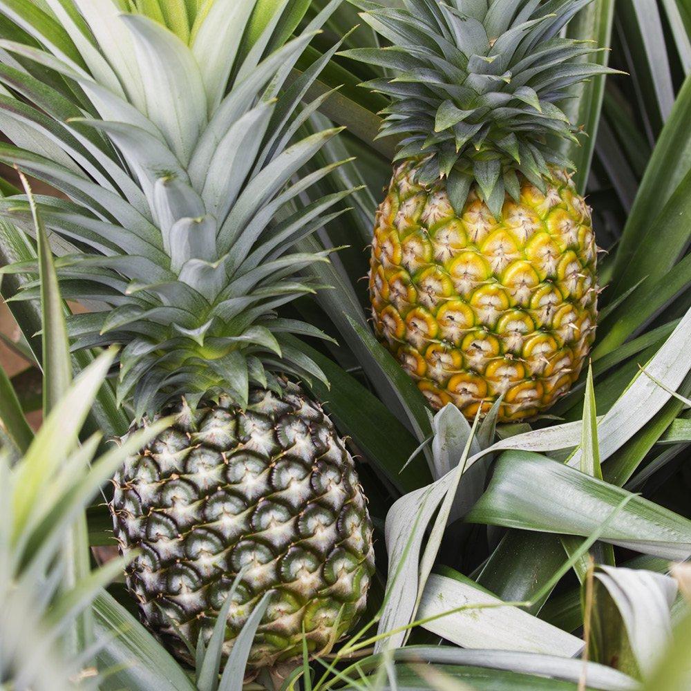 Multi - YouGarden - Pineapple Plant (12cm Pot) - 3