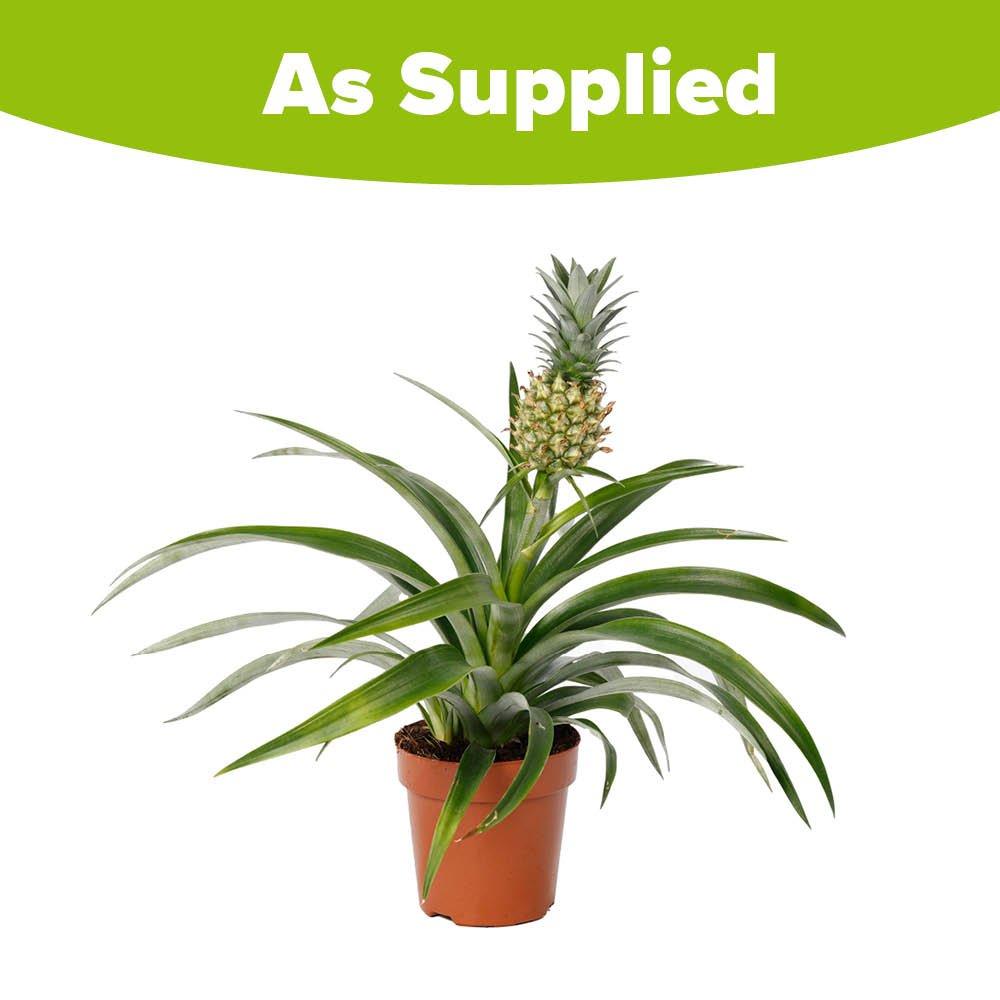 Multi - YouGarden - Pineapple Plant (12cm Pot) - 4