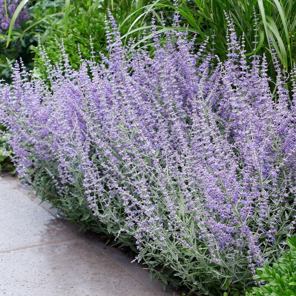 Purple - YouGarden - Russian Sage - Perovskia Prime Time (3 x 9cm Pots) - 1