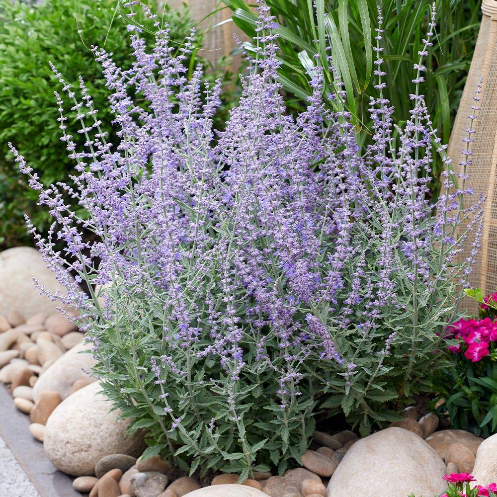 Purple - YouGarden - Russian Sage - Perovskia Prime Time (3 x 9cm Pots) - 2