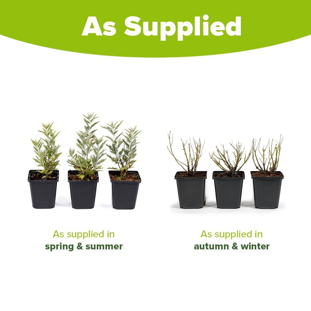 Purple - YouGarden - Russian Sage - Perovskia Prime Time (3 x 9cm Pots) - 3