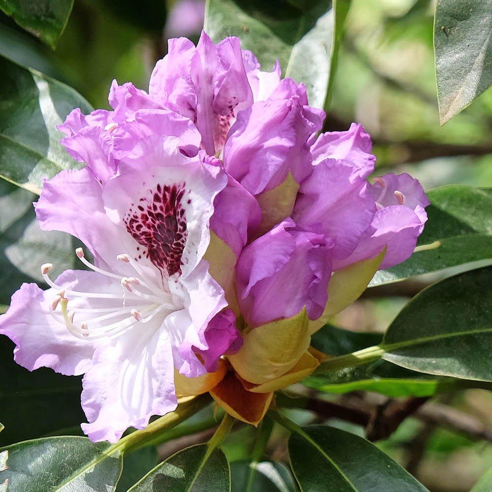 Lilac - YouGarden - Rhododendron Hybrid -  Lilac - 1