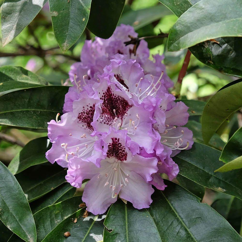 Lilac - YouGarden - Rhododendron Hybrid -  Lilac - 2