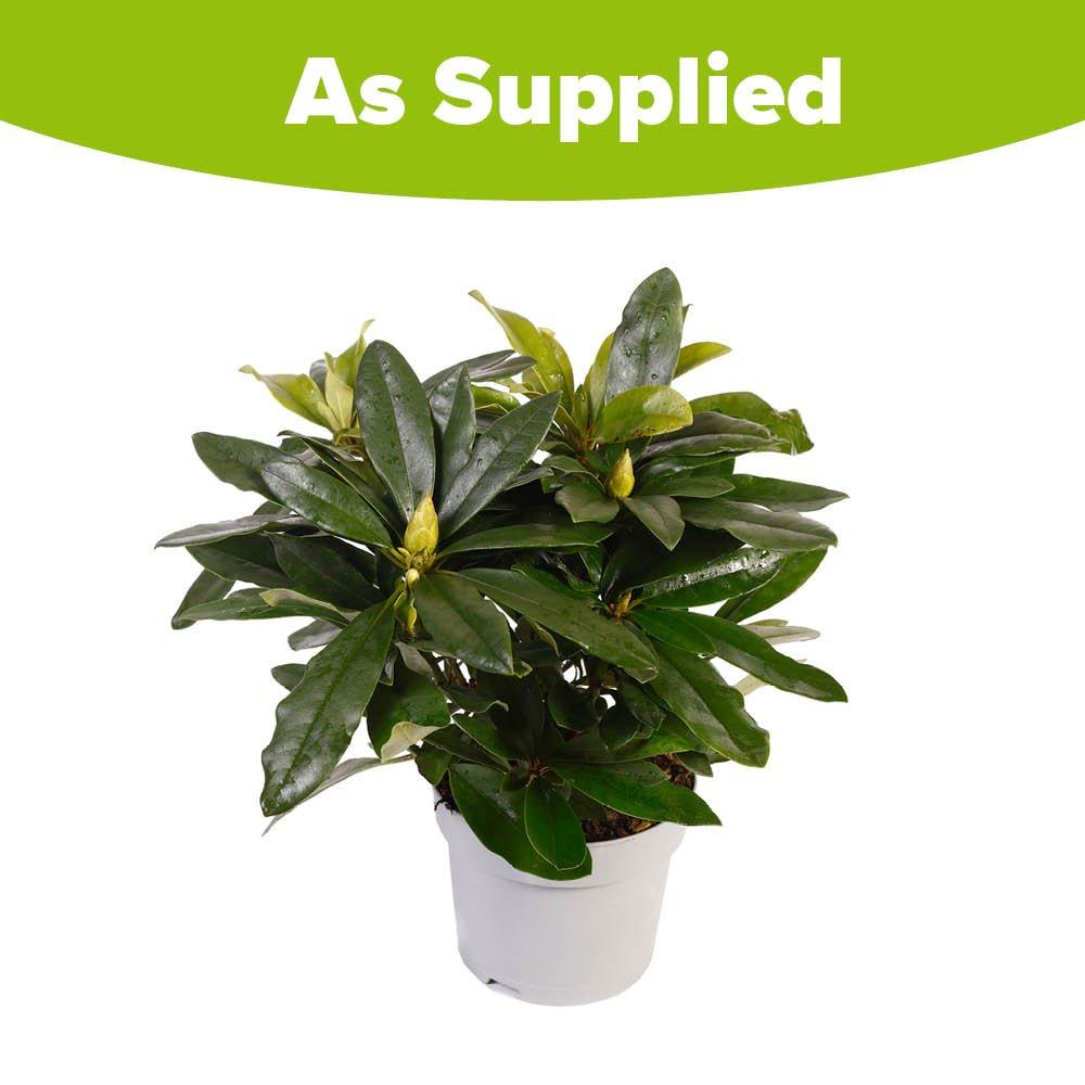 Lilac - YouGarden - Rhododendron Hybrid -  Lilac - 3