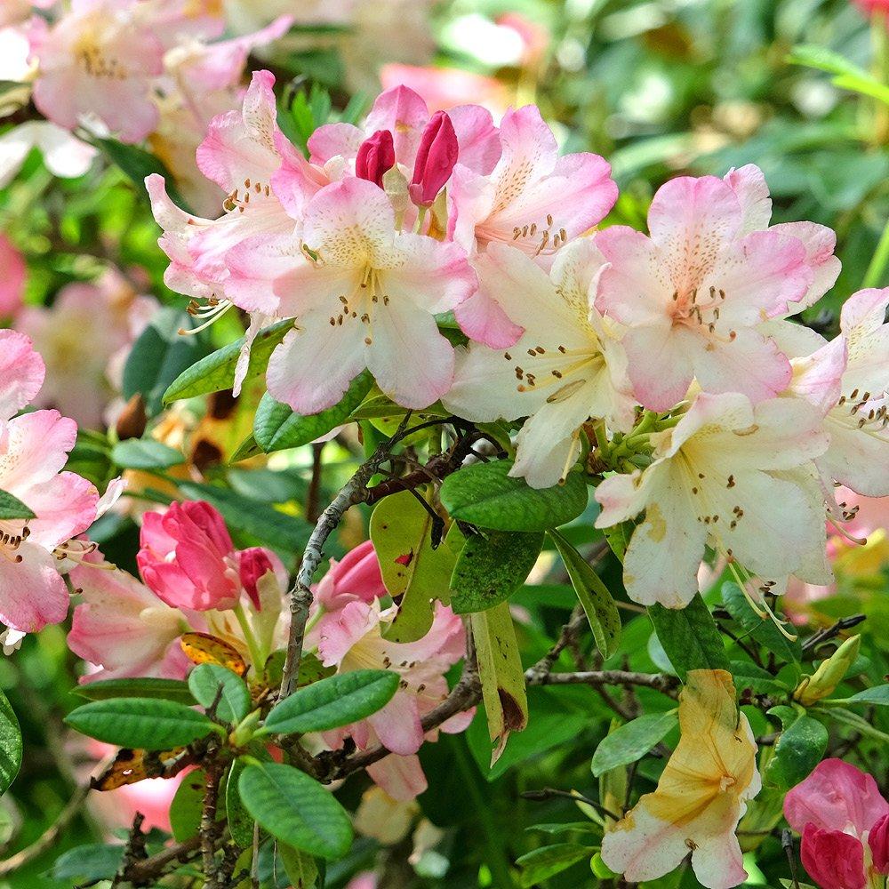 Multi - YouGarden - Rhododendron Hybrid- Pink - 2