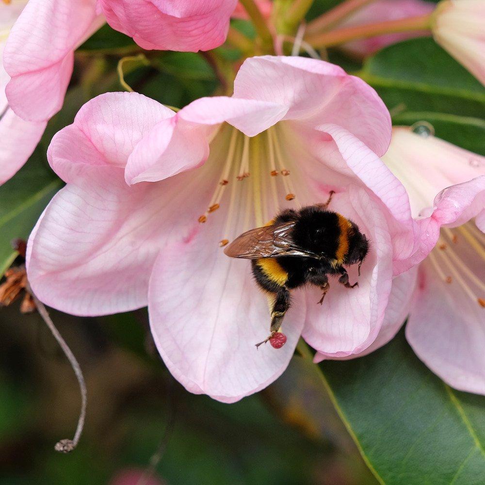 Multi - YouGarden - Rhododendron Hybrid- Pink - 3