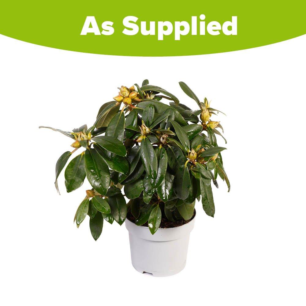 Multi - YouGarden - Rhododendron Hybrid- Pink - 4