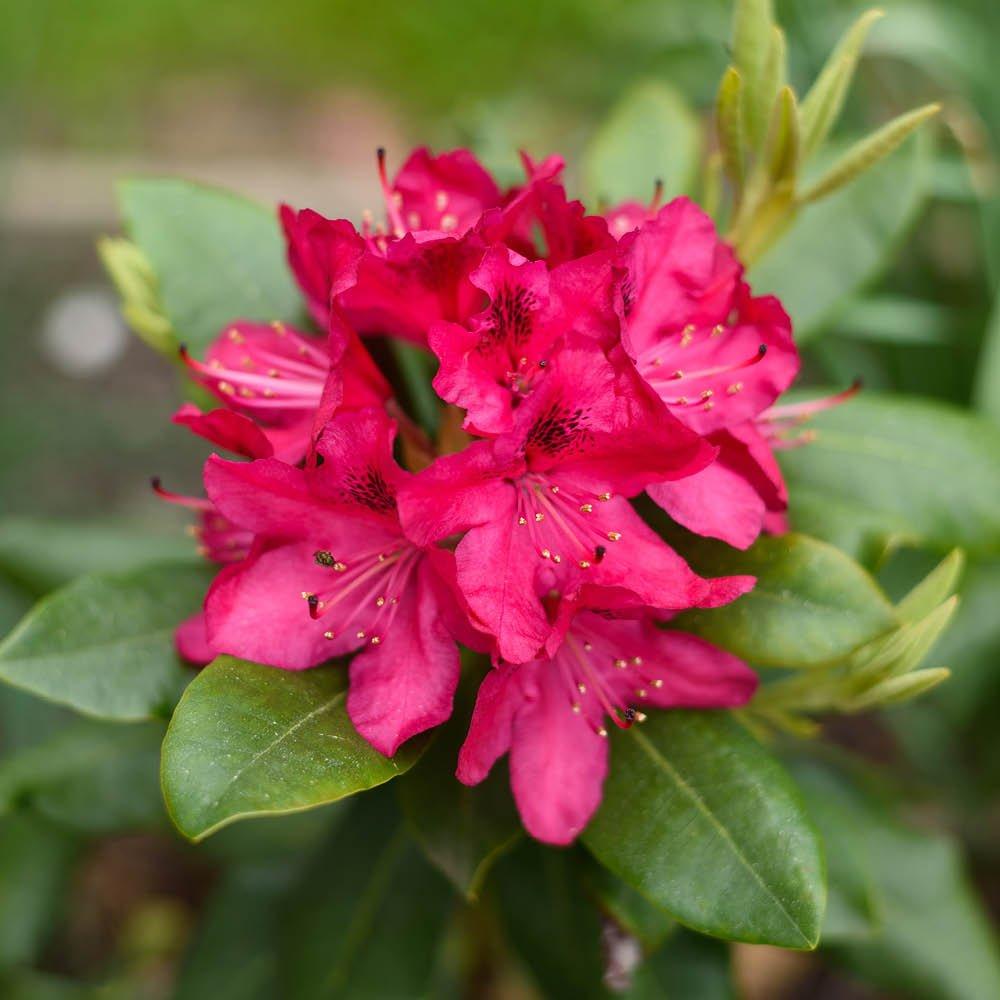 YouGarden Rhododendron Hybrid- Red