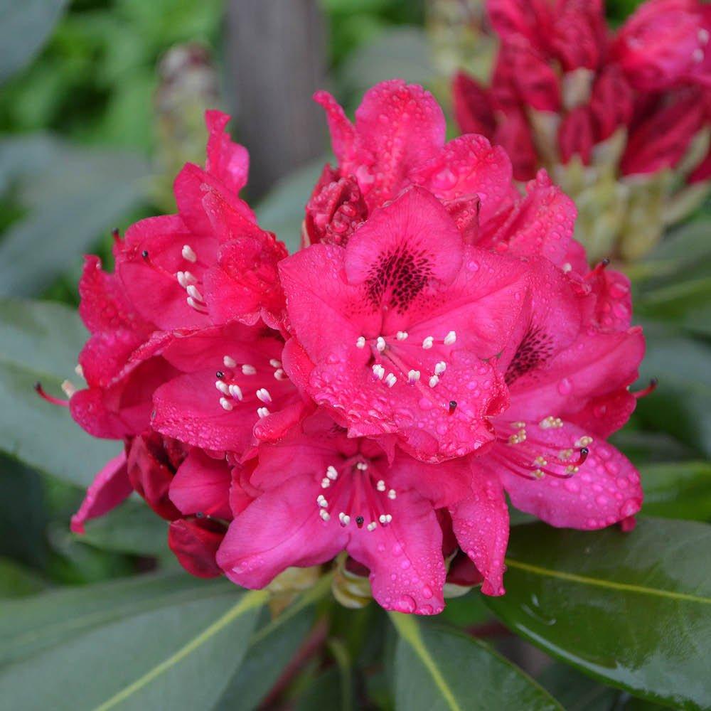 Multi - YouGarden - Rhododendron Hybrid- Red - 2