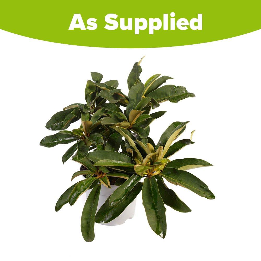 Multi - YouGarden - Rhododendron Hybrid- Red - 4