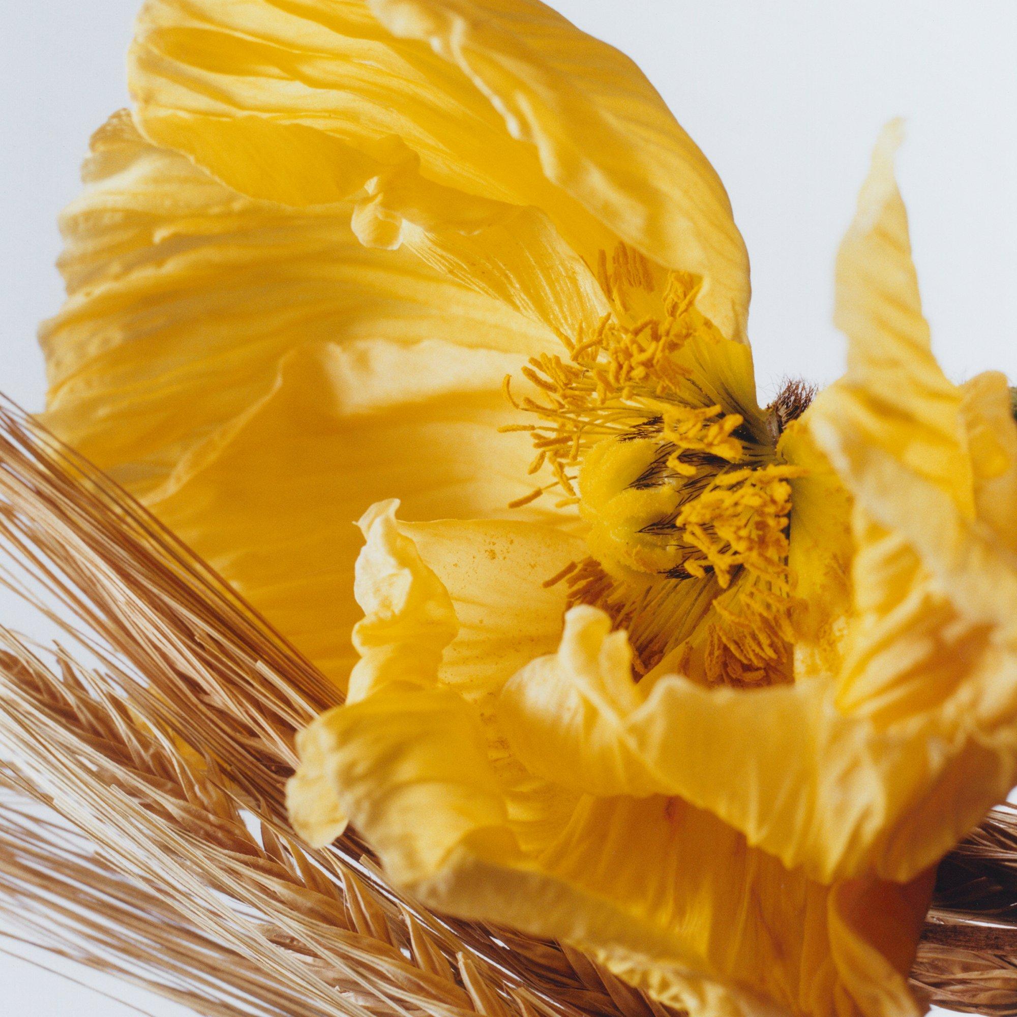 00 - Jo Malone London - Peony & Blush Suede Body & Hand Lotion 250ml - 3