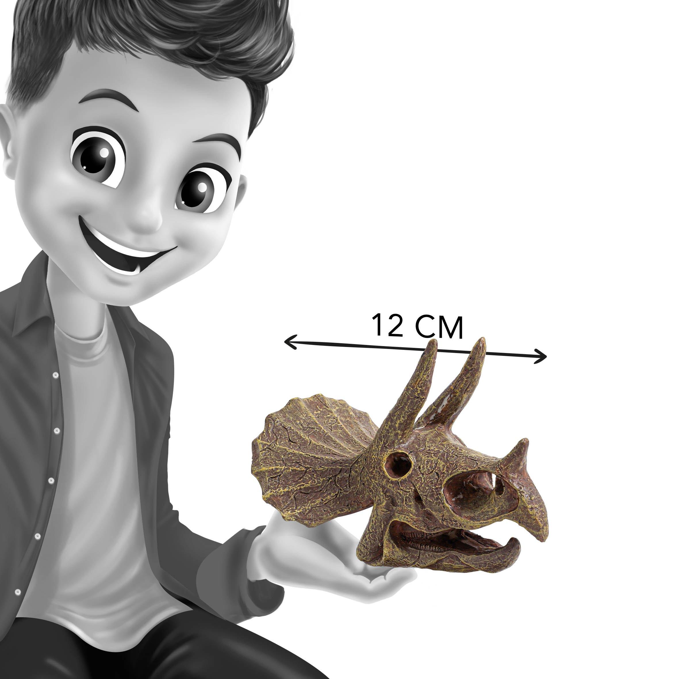 Triceratops - Buki France - Triceratops Museum Skull - 4