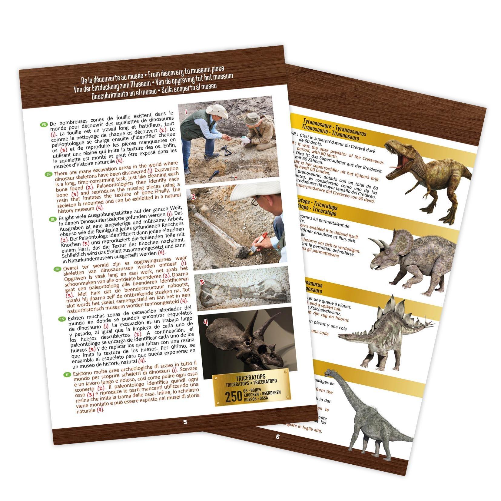 Triceratops - Buki France - Triceratops Museum Skull - 5