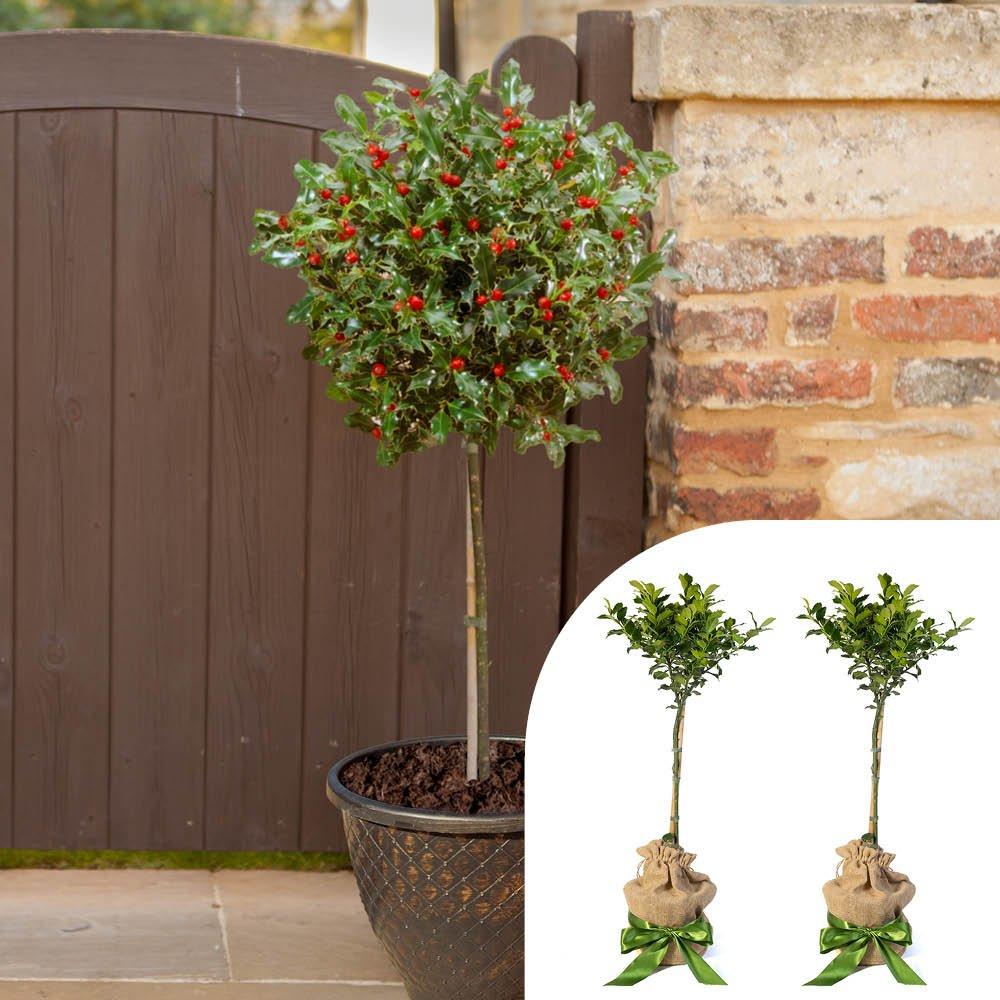 Yougarden  Pair Of Holly Standards With Hessian Wrapped Pots - Green - 80cm App
