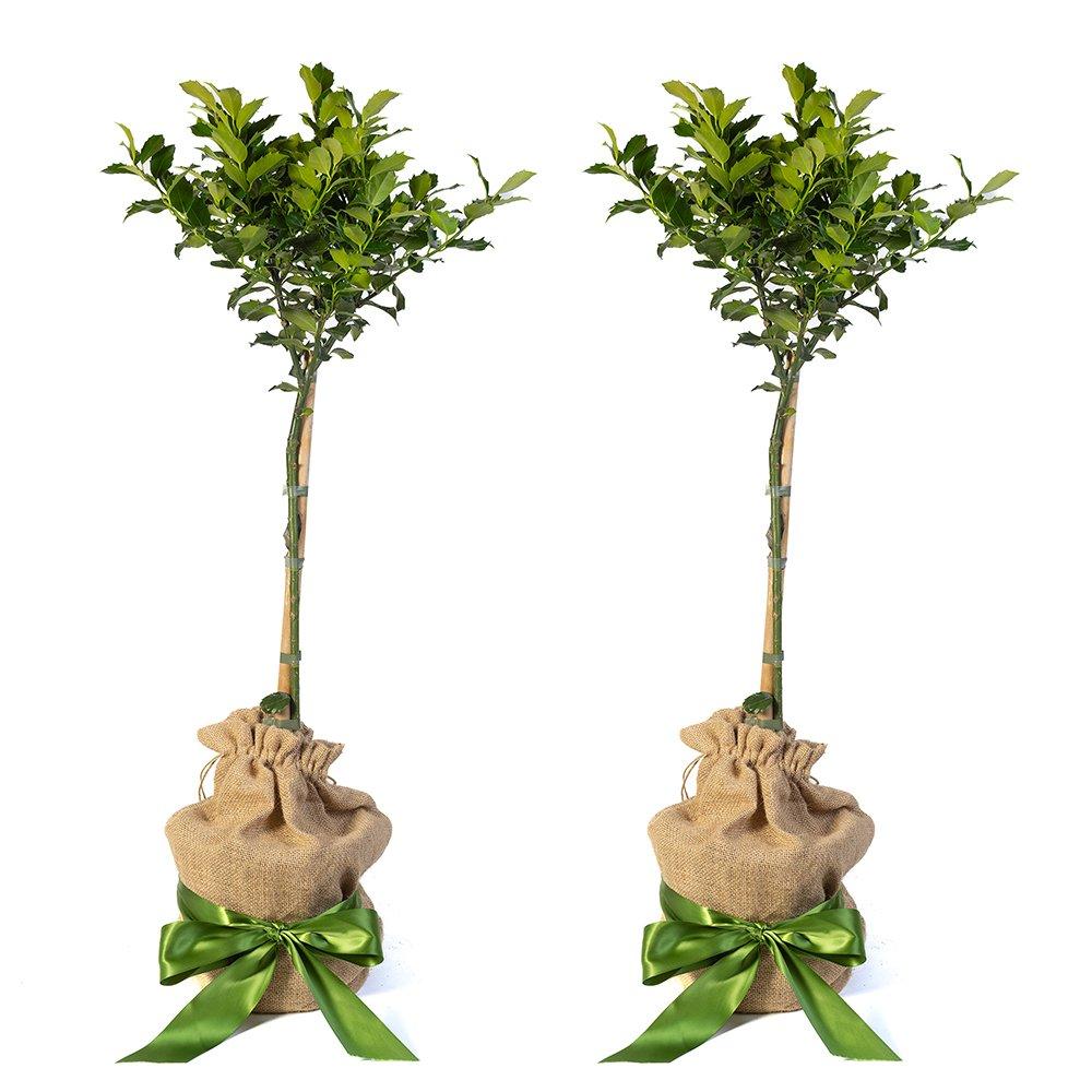 Green - YouGarden - Pair of Holly Standards with Hessian Wrapped Pots - 4