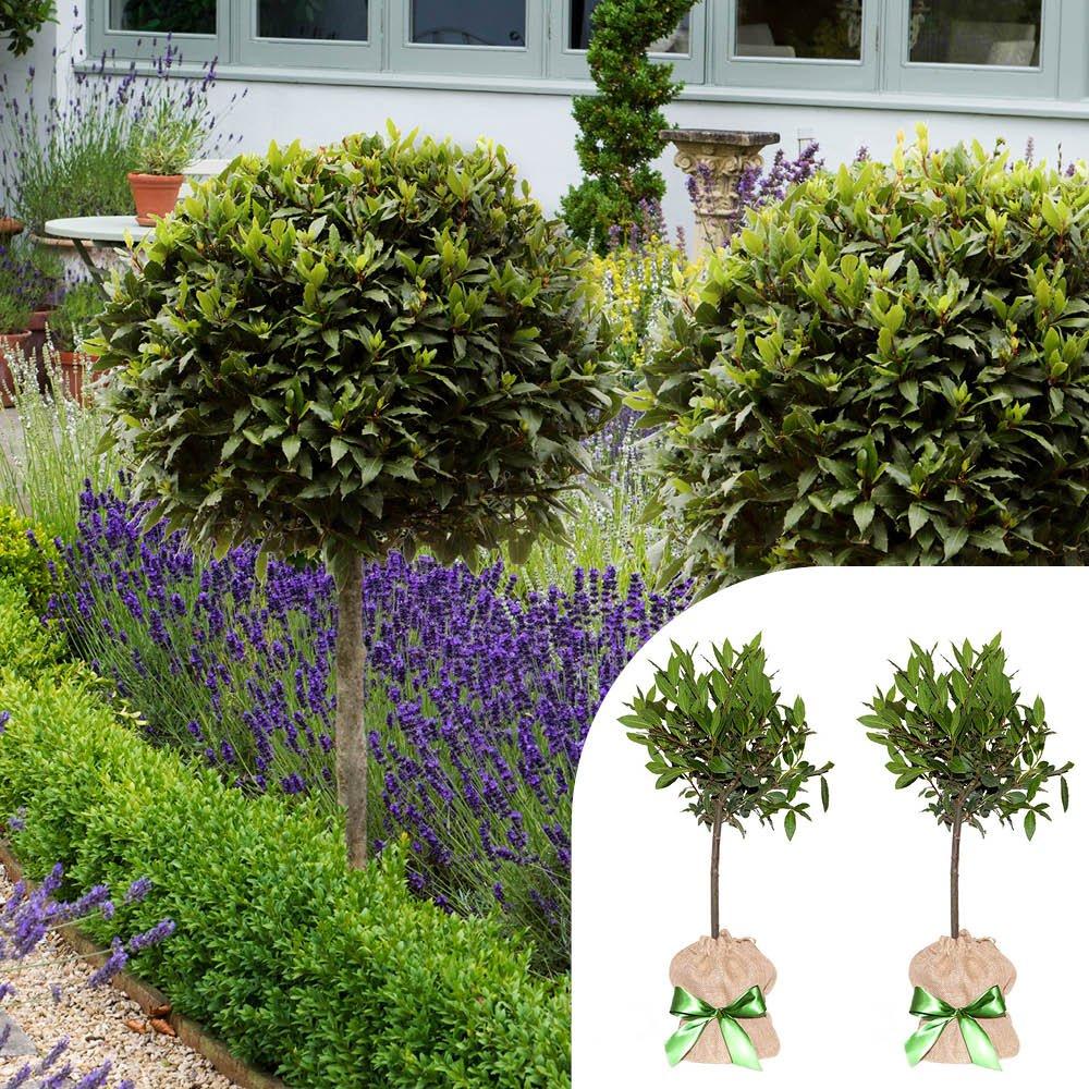Green - YouGarden - Pair of Bay Tree Standards with Hessian Wrapped Po - 1