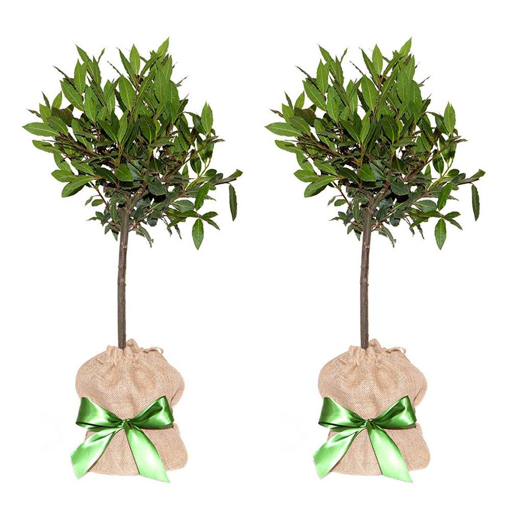 Green - YouGarden - Pair of Bay Tree Standards with Hessian Wrapped Po - 3