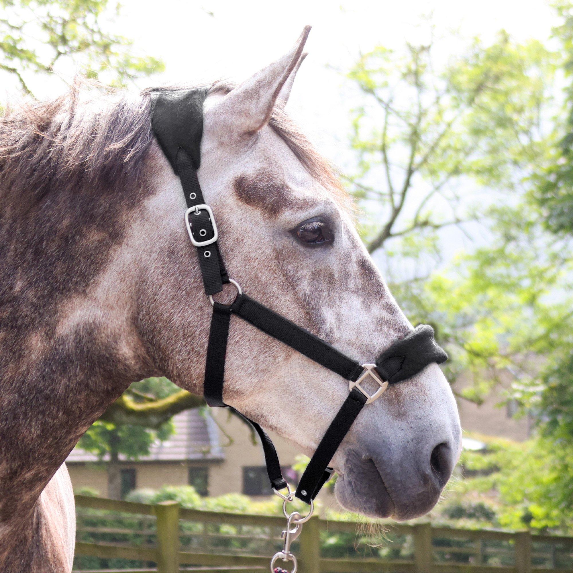 Preto - John Whitaker - Club Headcollar and Lead Rope Set - 2