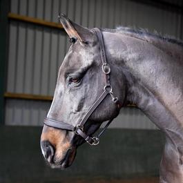 John Whitaker Ready to Ride Leather Headcollar