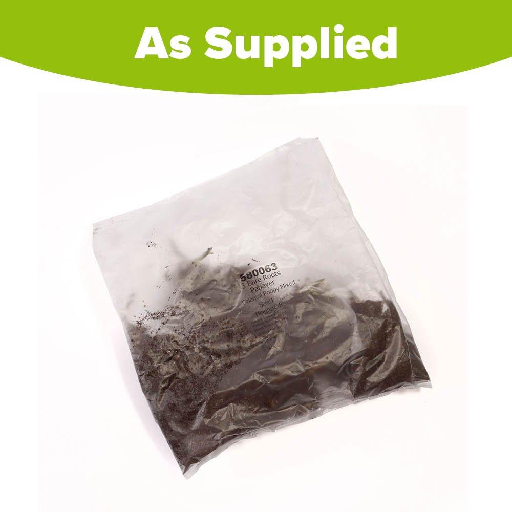 Multi - YouGarden - Premium Oriental Poppy Collection (3 Bare Roots) - 2
