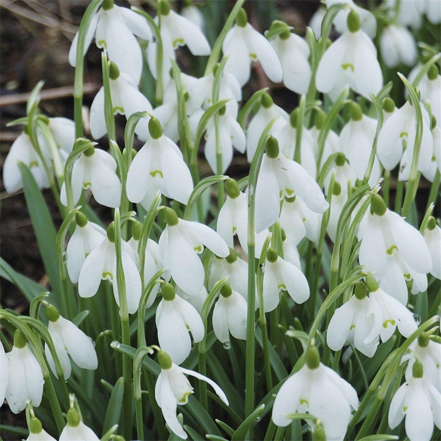 Multi - YouGarden - Snowdrops In the Green (75 bulbs mixed singles - 2