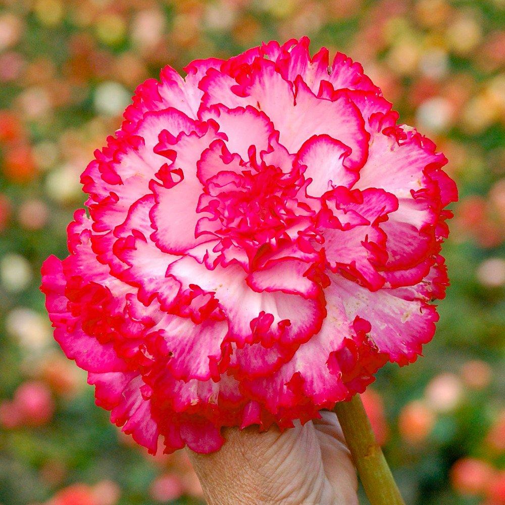 Multi - YouGarden - Belgian Upright Giant Begonia (10 Tubers) - 2