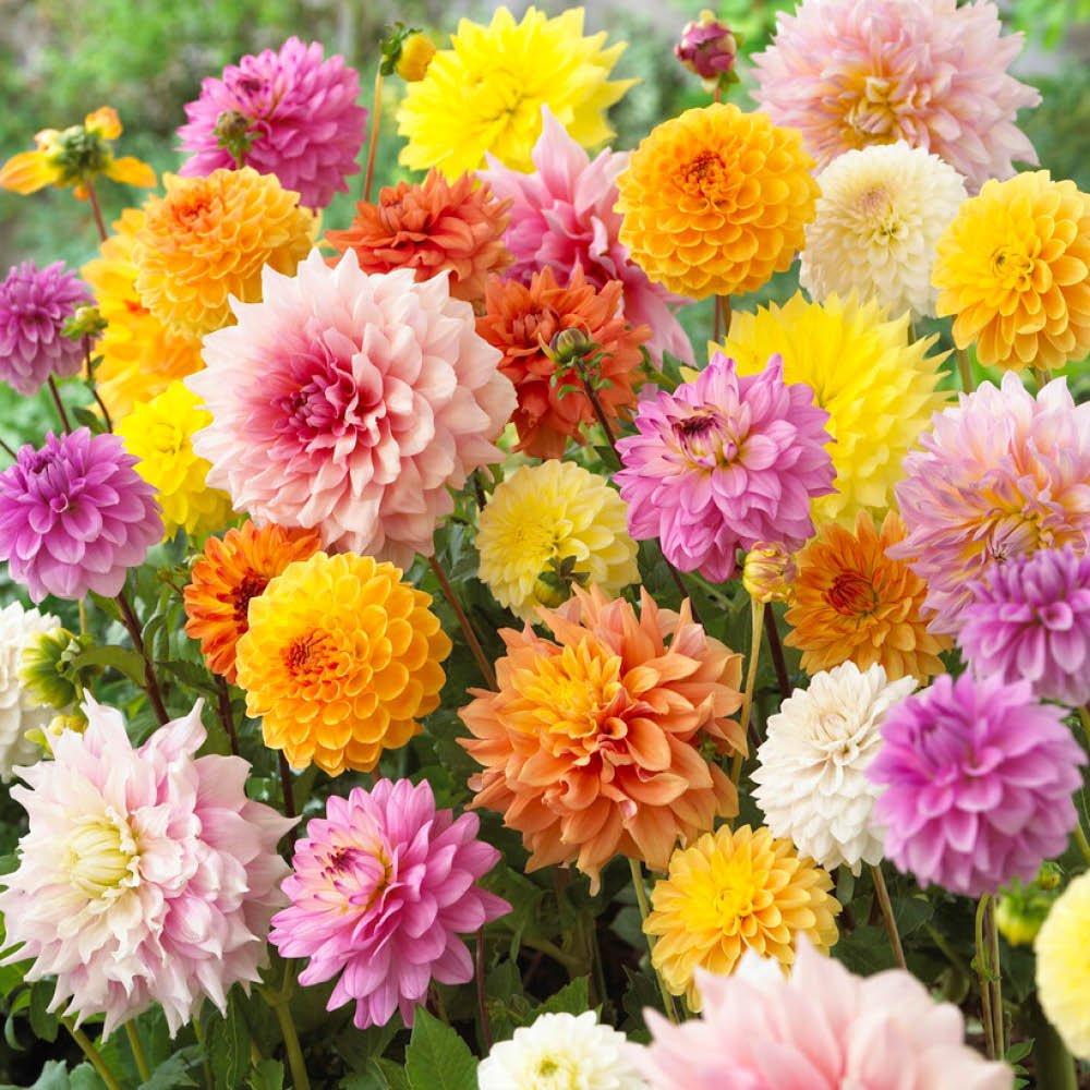 Multi - YouGarden - Dahlia Patio Choice Mixed (10 Tubers) - 2