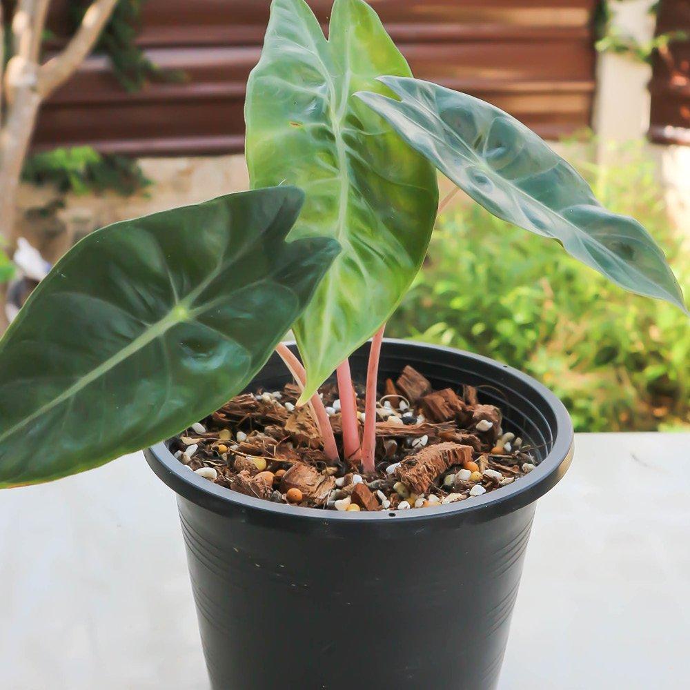 Yougarden  Pink Elephant Ear - Alocasia Pink Dragon 12Cm -  - 12cm Pot
