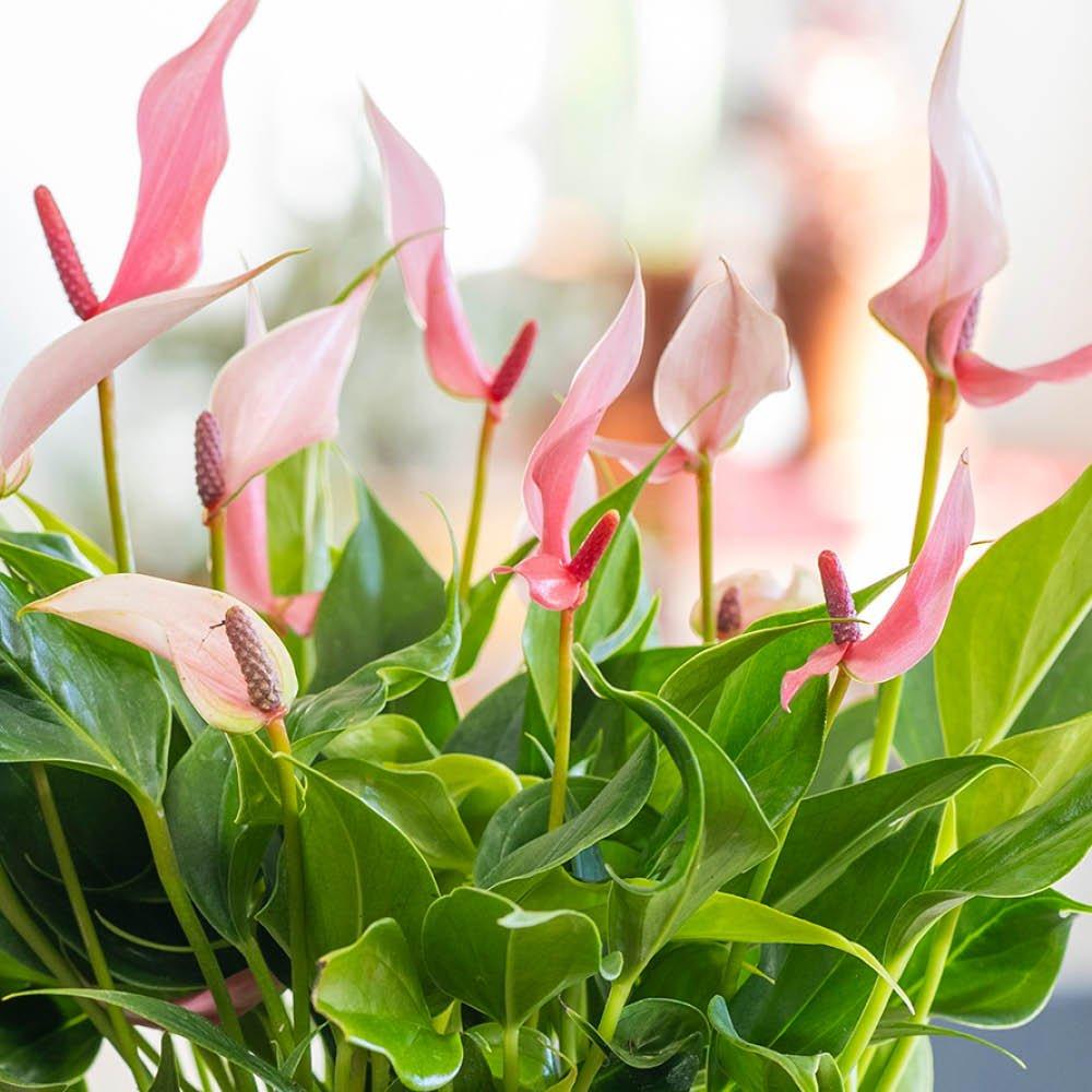 Yougarden  Flamingo Flower - Anthurium Lilli (17Cm Bowl) - 