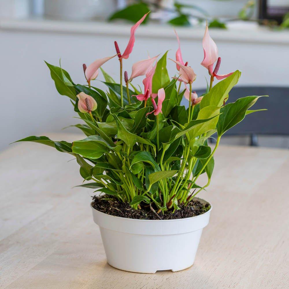 Multi - YouGarden - Flamingo Flower - Anthurium Lilli (17cm Bowl) - 2