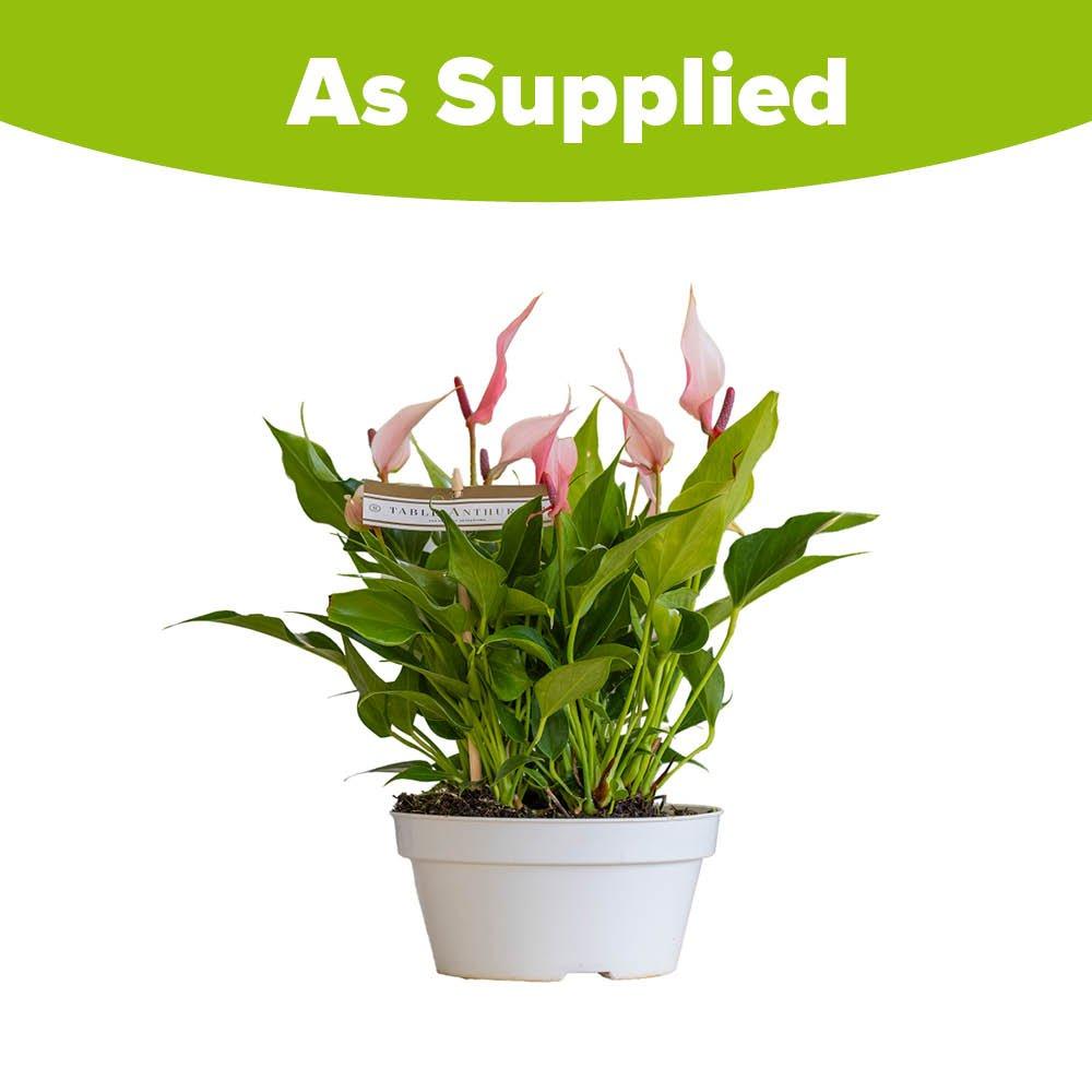 Multi - YouGarden - Flamingo Flower - Anthurium Lilli (17cm Bowl) - 3