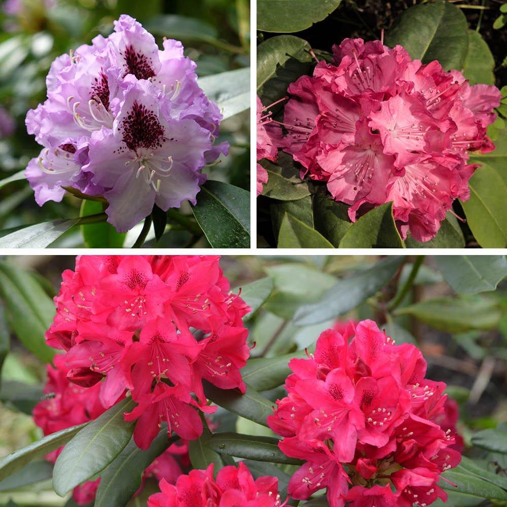 Multi - YouGarden - Rhododendron Hybrid Collection - 1