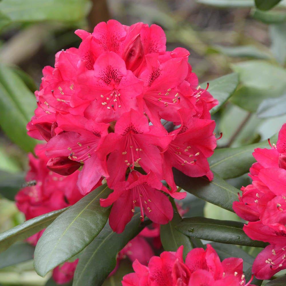 Multi - YouGarden - Rhododendron Hybrid Collection - 2