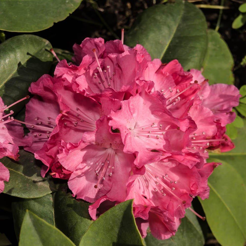 Multi - YouGarden - Rhododendron Hybrid Collection - 4