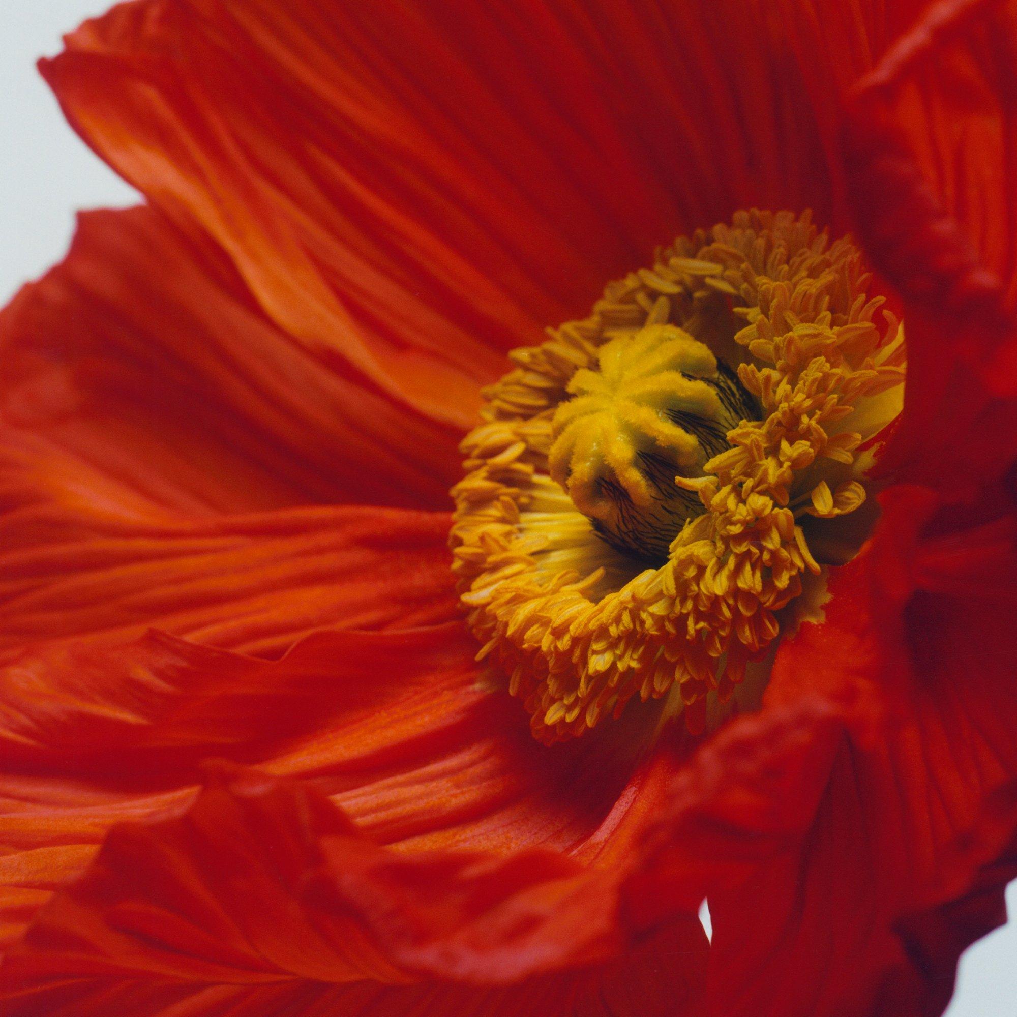 Jo Malone | Scarlet Poppy Cologne Intense 50 ml | Unclassified