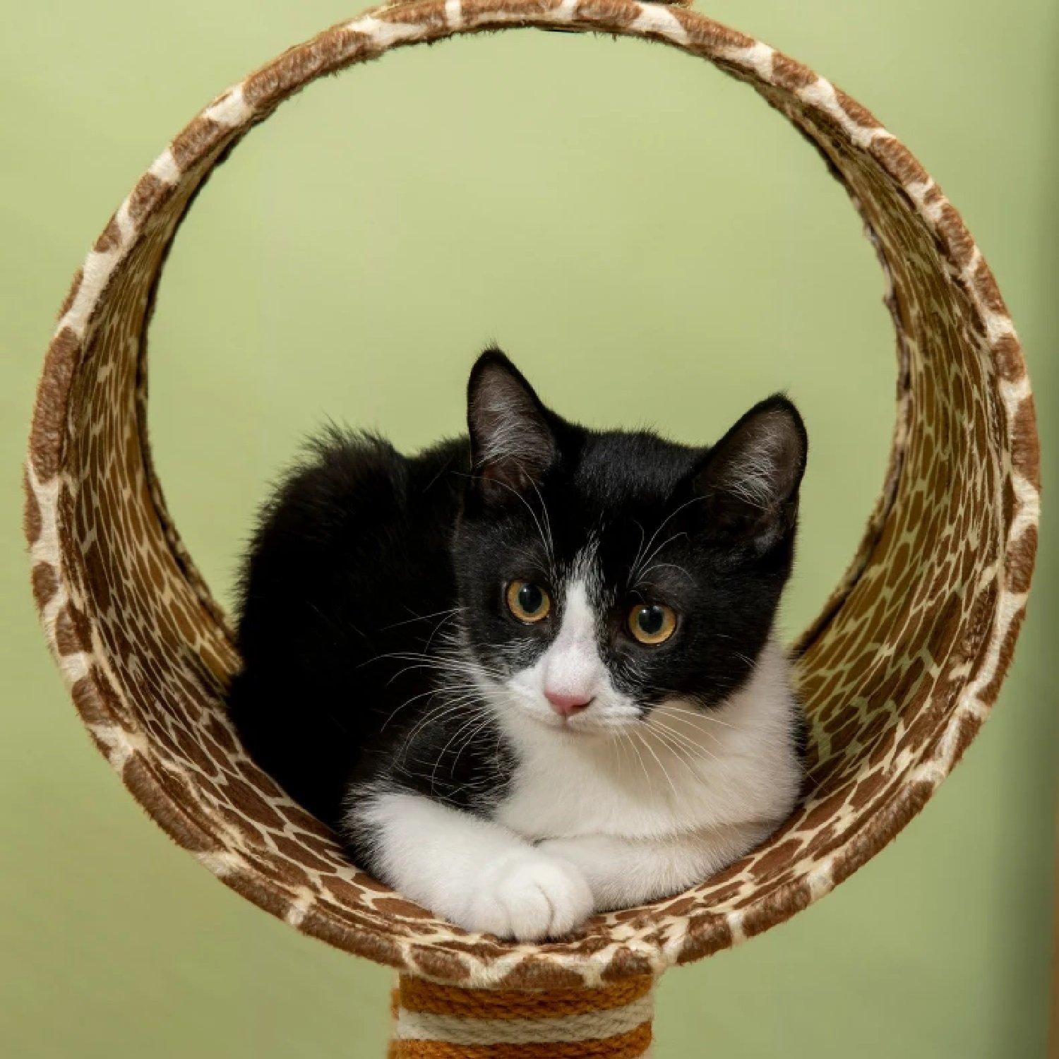 Orange - PawHut - Giraffe-Designed Cat Tree - 8