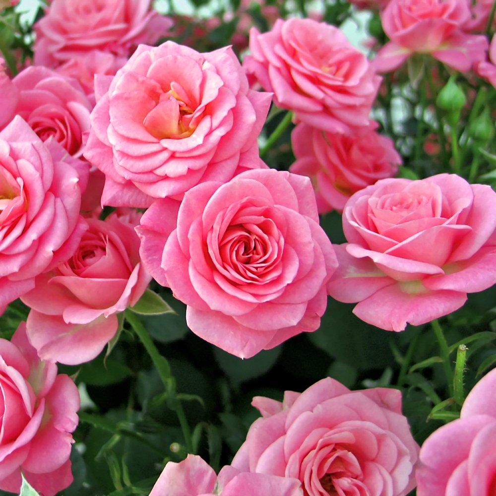 Pink - YouGarden - Pair of Bare Root Roses - Queen Elizabeth - 1