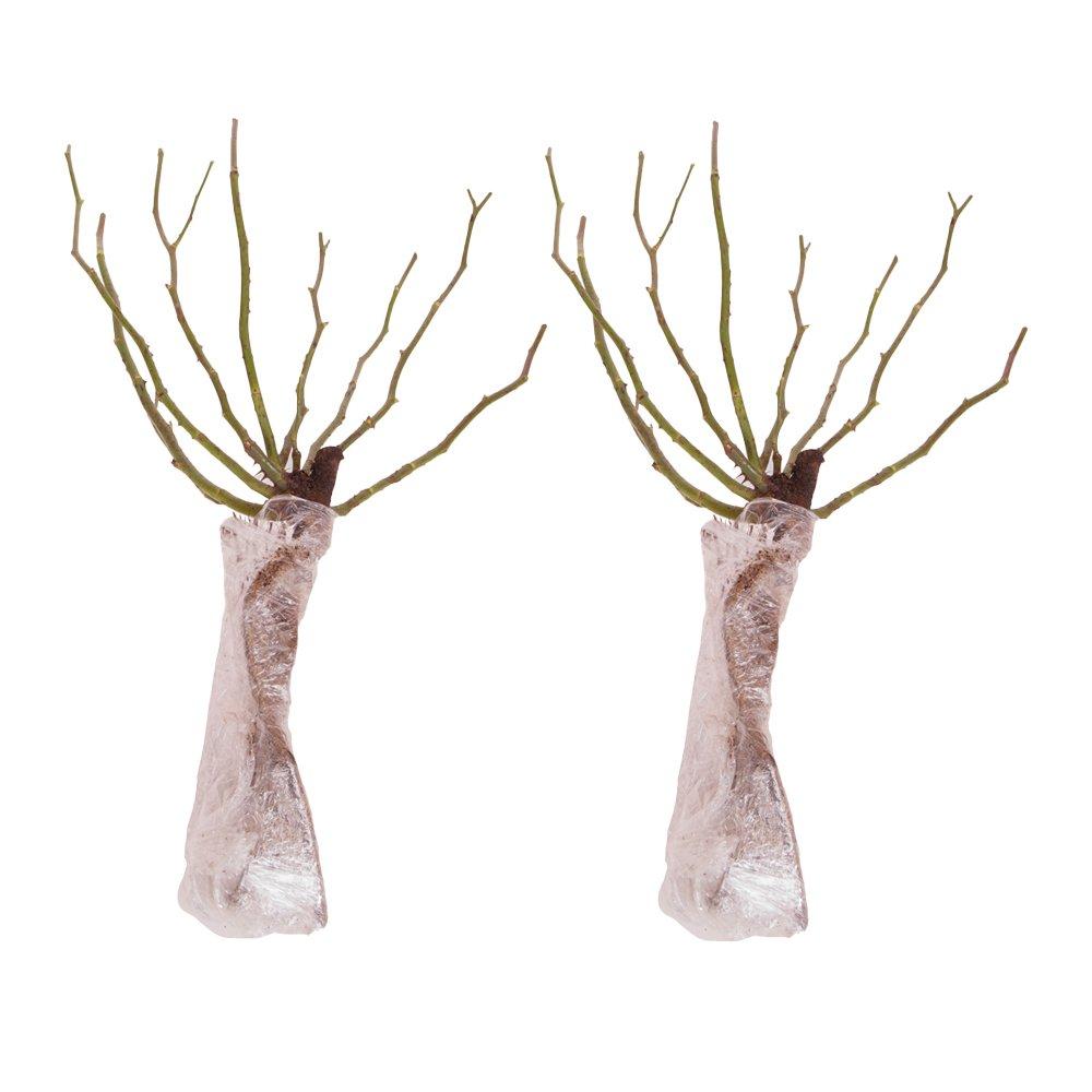 Pink - YouGarden - Pair of Bare Root Roses - Queen Elizabeth - 3