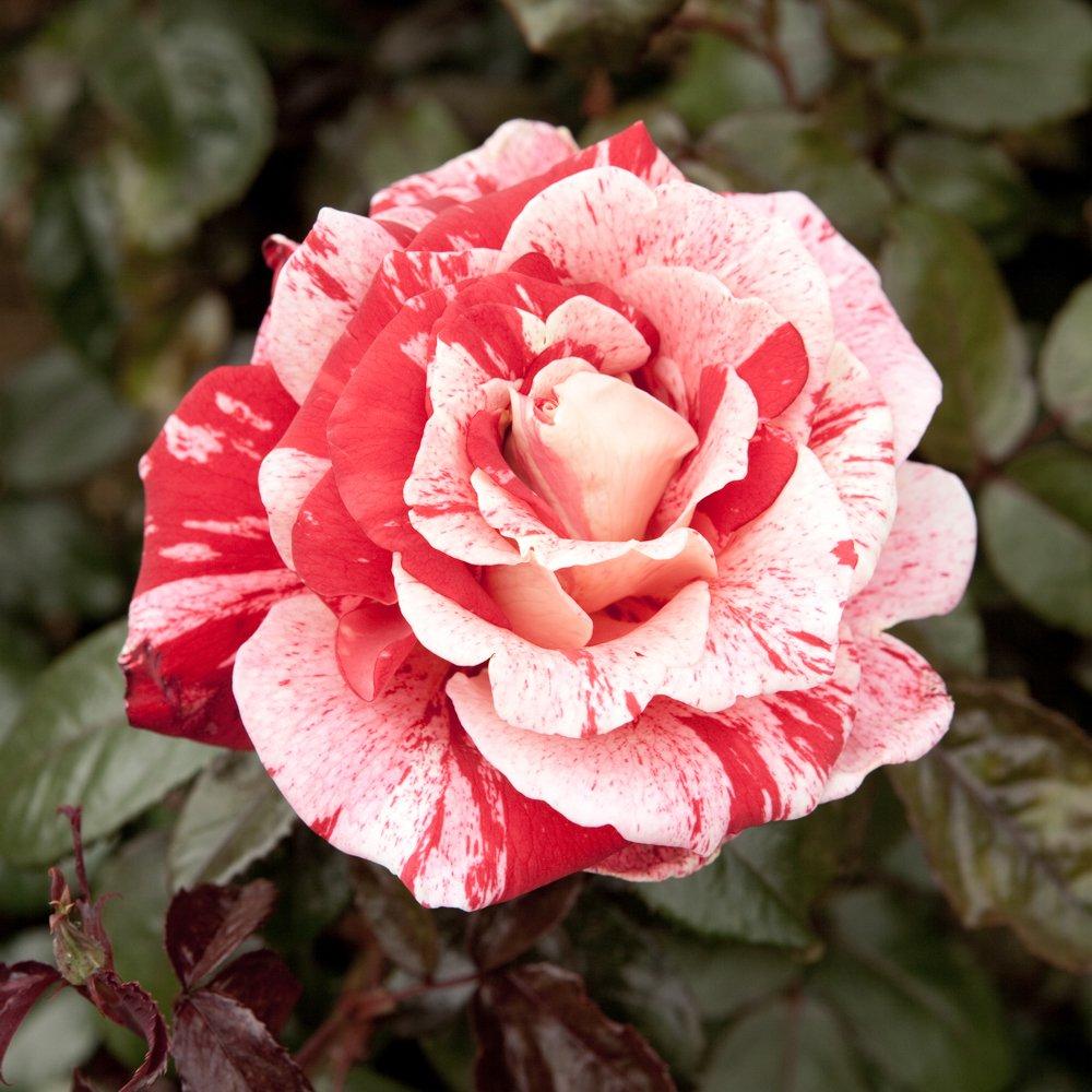 Multi - YouGarden - Pair of Bare Root Roses - Raspberry Ripple - 1