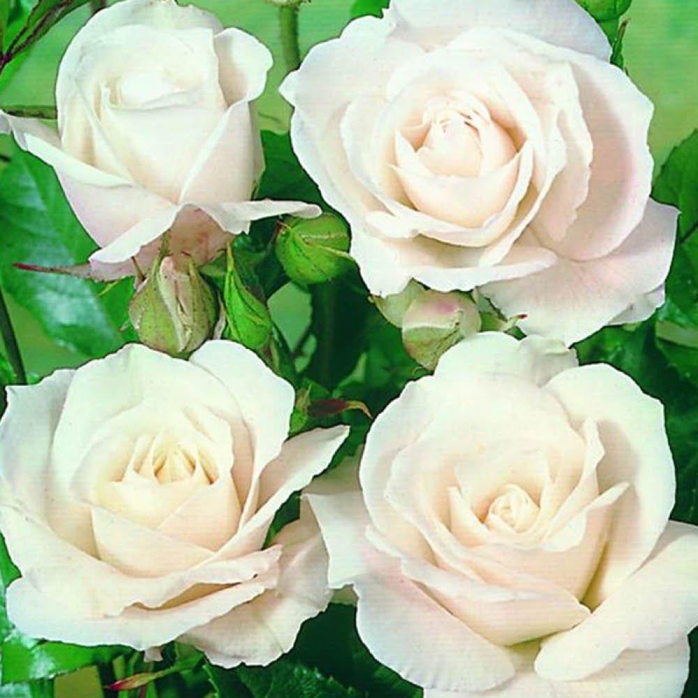 White - YouGarden - Pair of Bare Root Roses - Climbing Iceberg - 1