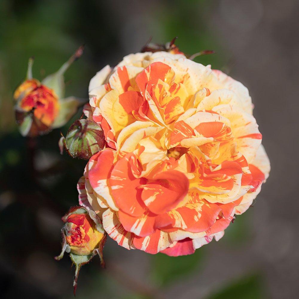 Multi - YouGarden - Pair of Bare Root Roses - Oranges & Lemons - 2