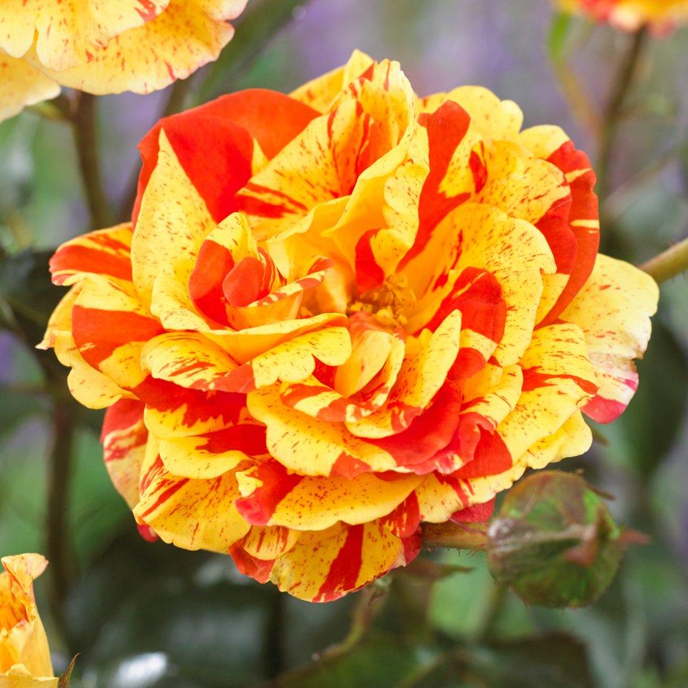 Multi - YouGarden - Pair of Bare Root Roses - Oranges & Lemons - 3