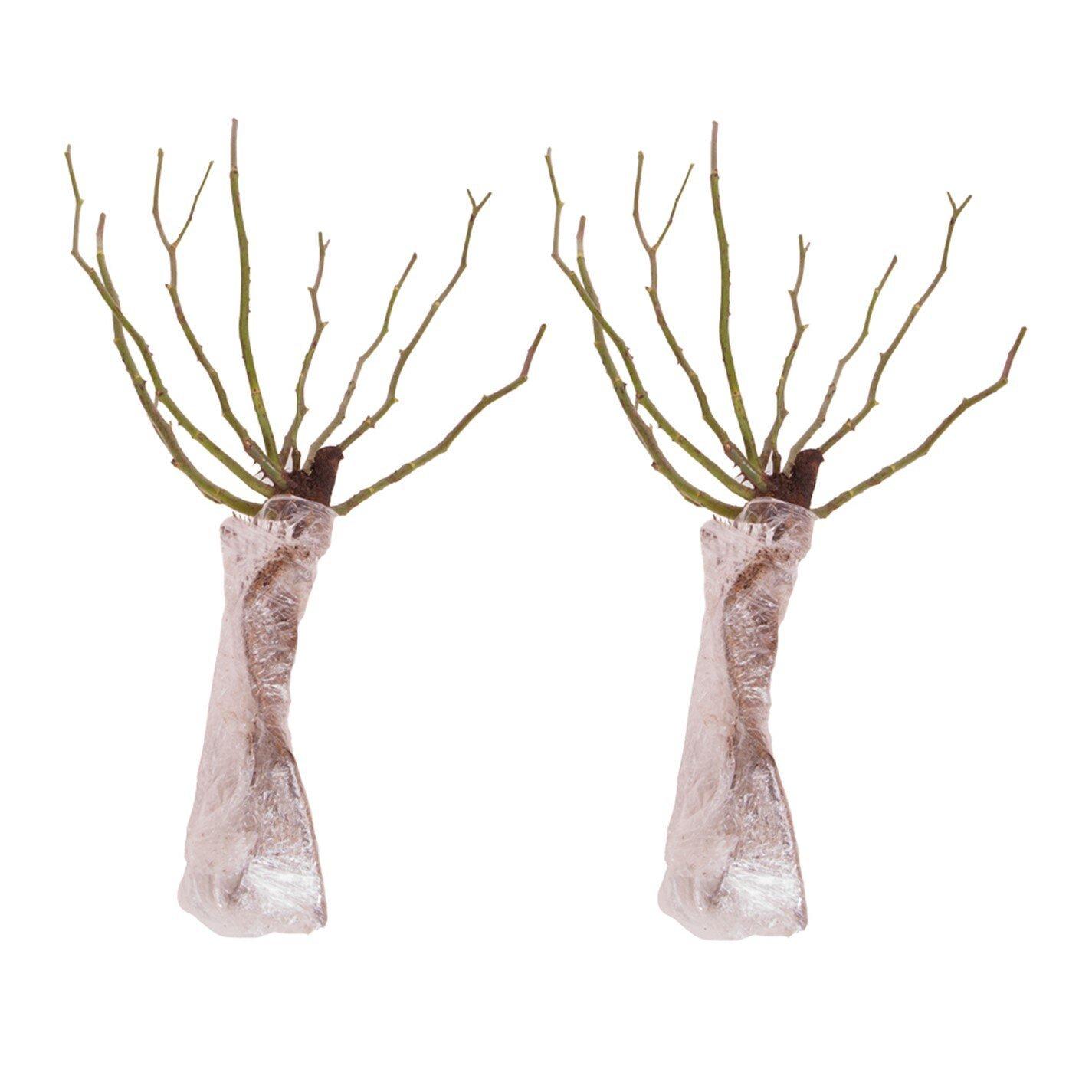 Pink - YouGarden - Climbing Rose New Dawn ™ - Bare Root x 2 - 2