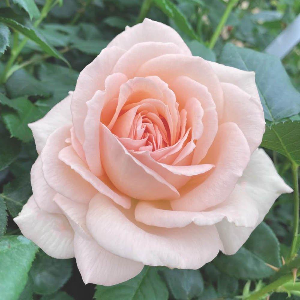 Multi - YouGarden - Harkness Rose Chandos Beauty ® - Bare Root x2 - 1